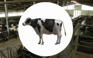 奶牛飼養(yǎng)：演示過(guò)程三維動(dòng)畫