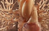 三維器官模型動(dòng)畫紅細(xì)胞微生物